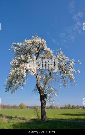 Birnenbaum (Pyrus communis), blühend im Frühjahr, Münsterland, Nordrhein-Westfalen, Deutschland Stockfoto