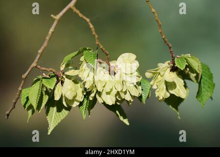 Flatternde Ulme (Ulmus laevis), Zweig mit Blättern und Flügelmuttern, Frühjahr, Nordrhein-Westfalen, Deutschland Stockfoto