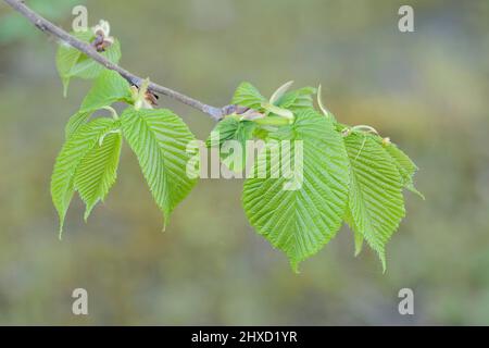 Flatternde Ulme (Ulmus laevis), Zweig mit Blättern, Frühling, Nordrhein-Westfalen, Deutschland Stockfoto
