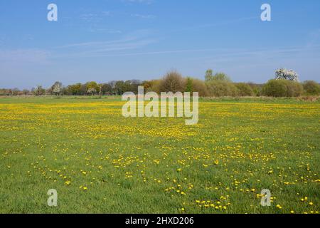 Wiese mit Löwinenlauch (Taraxacum officinale), Frühjahr, Nordrhein-Westfalen, Deutschland Stockfoto