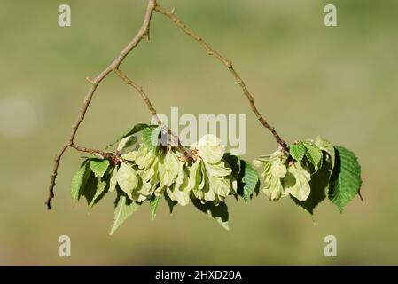 Flatternde Ulme (Ulmus laevis), Zweig mit Blättern und Flügelmuttern, Frühjahr, Nordrhein-Westfalen, Deutschland Stockfoto
