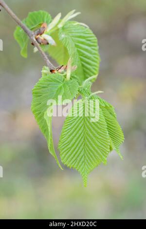 Flatternde Ulme (Ulmus laevis), Zweig mit Blättern, Frühling, Nordrhein-Westfalen, Deutschland Stockfoto