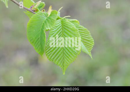 Flatternde Ulme (Ulmus laevis), Zweig mit Blättern, Frühling, Nordrhein-Westfalen, Deutschland Stockfoto