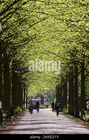 Promenade im Frühjahr, Münster, Münsterland, Nordrhein-Westfalen, Deutschland Stockfoto