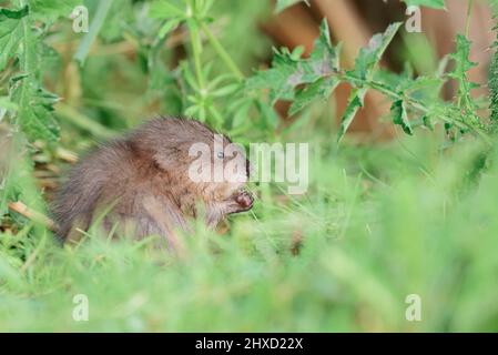 Bisamratte (Ondatra zibethicus), jugendlich an Land, Nordrhein-Westfalen, Deutschland Stockfoto