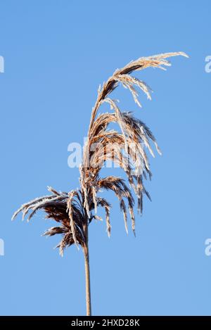 Schilf (Phragmites australis), Fruchtstamm mit Reifrost im Winter, Nordrhein-Westfalen, Deutschland Stockfoto