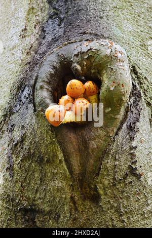 goldschuppenkatze (Pholiota aurivella) am Stamm einer Kupferbuche (Fagus sylvatica), Nordrhein-Westfalen, Deutschland Stockfoto