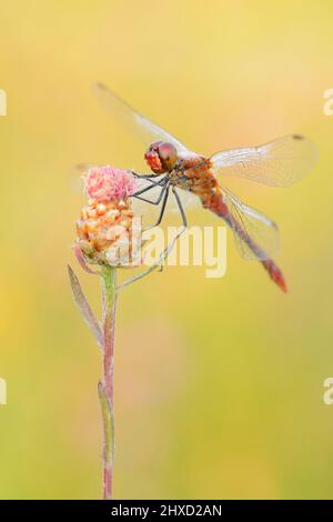 Ruddy Darter (Sympetrum sanguineum), männlich, Nordrhein-Westfalen, Deutschland Stockfoto