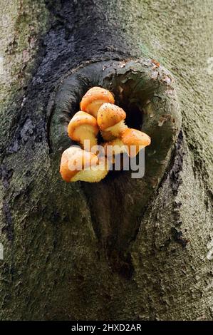 Goldfell-Schüppling (Pholiota aurivella) auf dem Stamm einer Kupferbuche (Fagus sylvatica), Nordrhein-Westfalen, Deutschland Stockfoto