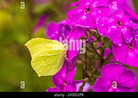 Zitronenschmetterling, Gonepteryx rhamni auf einer Blume Stockfoto