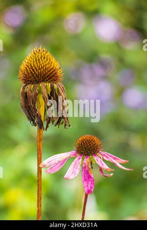 Violette Blütenblume im Garten, Echinacea purpurea, Nahaufnahme, verschwommener Blumenhintergrund, abstraktes kreisförmiges Bokeh Stockfoto