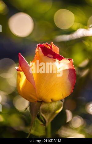 Rose im Garten, Hinterlicht Stockfoto