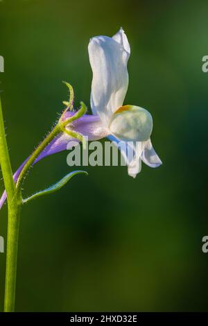 Breitblättriger Hellebore (Epipactis Helleborine), wilde Orchideenblüte Stockfoto