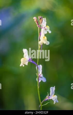 Breitblättriger Hellebore (Epipactis Helleborine), wilde Orchideenblüte Stockfoto