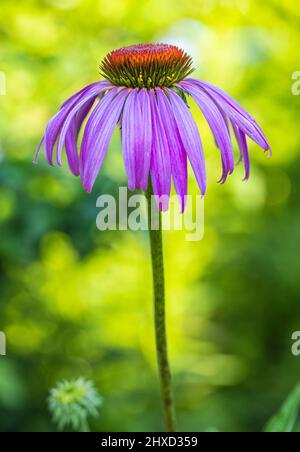 Violette Kegelblume im Garten, Echinacea purea, Nahaufnahme Stockfoto