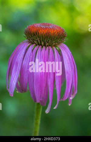 Violette Kegelblume im Garten, Echinacea purea, Nahaufnahme Stockfoto