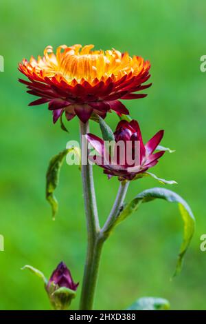 Strohblume Helichrysum Moreska, Nahaufnahme Stockfoto