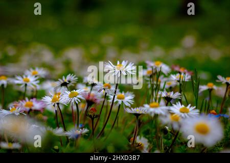 Gänseblümchen im Fokus. Frühling Blüte Hintergrund Foto. Nahaufnahme von Gänseblümchen oder Kamillen. Selektiver Fokus. Stockfoto