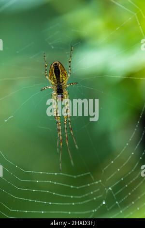 Gartenkreuzspinne, Leben im Garten Stockfoto