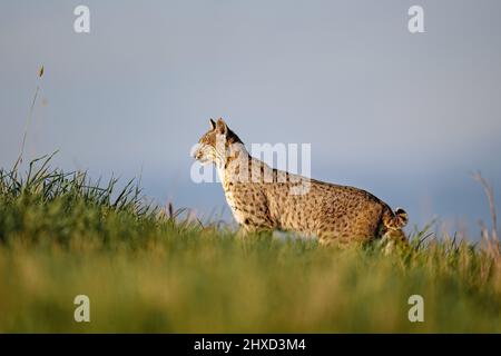 Bobcat auf der Jagd Stockfoto