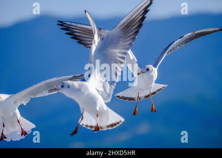 Möwen, Fähre Tassos Sea Lines, Limenas, Thassos, Griechenland Stockfoto