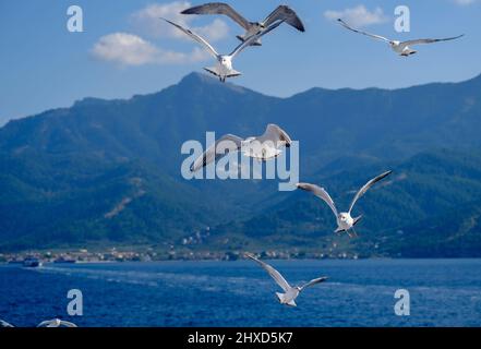 Limenas, Thassos, Griechenland - Möwen begleiten die Fähre Thassos Sea Lines nach Limenas. Die Hauptstadt der Insel Thassos ist ein beliebtes Ziel für Urlauber. Thassos gehört zu Ostmakedonien und Thrakien, ebenso zu Ostmakedonien und Thrakien. Stockfoto