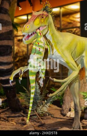 England, Isle of Wight, Sandown, Dinosaur Isle Museum, Modell eines Eotyrannus Llengi aka Dawn Tyrant Dinosaur Eating a Model Hypsilophodon Dinosaur Stockfoto