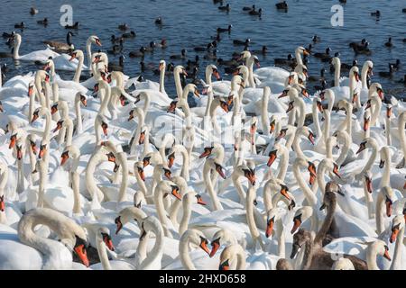 England, Dorset, Abbotsbury, Ein Schwein von Mute Swans in Abbotsbury Swannery Stockfoto