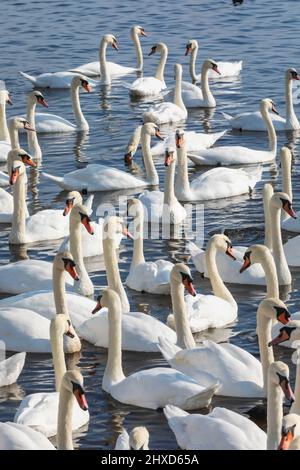 England, Dorset, Abbotsbury, Ein Schwein von Mute Swans in Abbotsbury Swannery Stockfoto