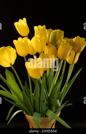 Gelbe Tulpe auf schwarzem Hintergrund, Stillleben Stockfoto
