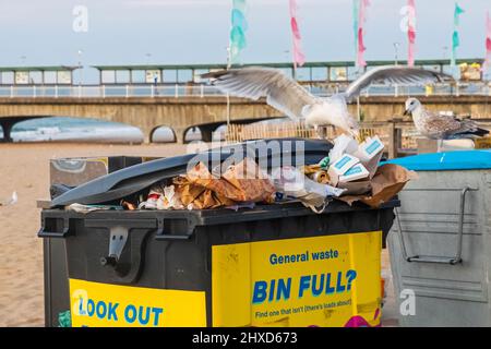 England, Dorset, Bournemouth, Bournemouth Seafront, Möwen, die sich aus überfließenden Abfalleimer ernähren Stockfoto