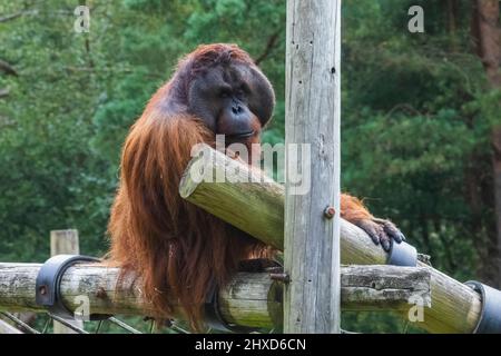 England, Dorset, Monkey World Attraction, Orang-Utan Stockfoto