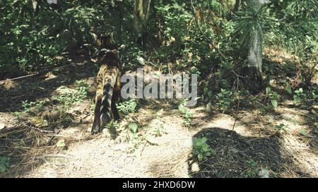 Eine Katze in einem Stadtpark. Bengalen wildcat Spaziergang auf den Wald im Kragen. Asiatische Jungle Cat oder Sumpf oder Reed. Häuslich Leopard Katze und Hund, Jagd- und p Stockfoto