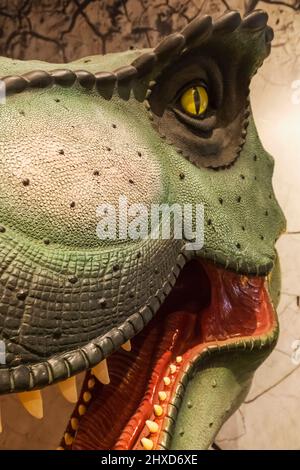 England, Dorset, Dorchester, das Dinosaur Museum, Modell eines Dinosaurierkopfes Stockfoto