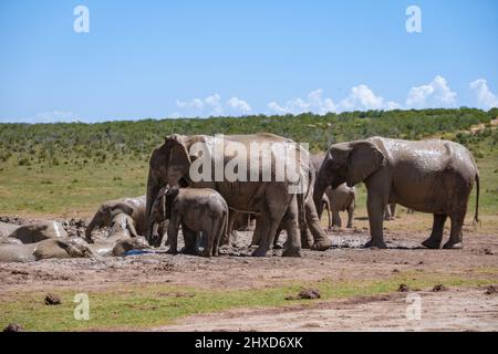 Addo Elephant Park Südafrika, Family of Elephant im Addo Elephant Park, Elefanten beim Baden in einem Wasserbecken. Afrikanische Elefanten Stockfoto