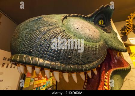 England, Dorset, Dorchester, das Dinosaur Museum, Modell eines Dinosaurierkopfes Stockfoto