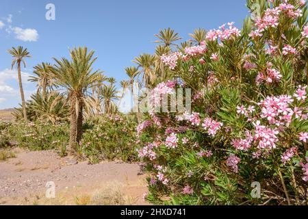 Pflanzen Sie eine Oase aus Palmen und Oleander in einer Steinwüste in Marokko. Trockene und mineralische Landschaft. Stockfoto