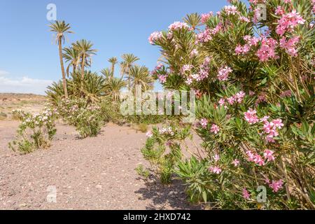 Pflanzen Sie eine Oase aus Palmen und Oleander in einer Steinwüste in Marokko. Trockene und mineralische Landschaft. Stockfoto
