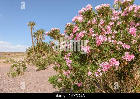 Pflanzen Sie eine Oase aus Palmen und Oleander in einer Steinwüste in Marokko. Trockene und mineralische Landschaft. Stockfoto