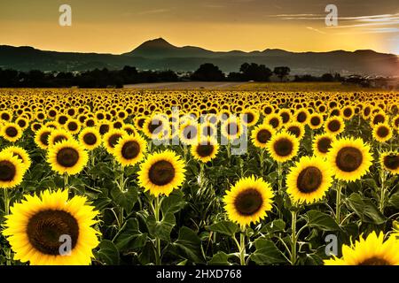 Blick über den Berg Puy-de-Dôme mit Sonnenblumen in der Auvergne France Stockfoto