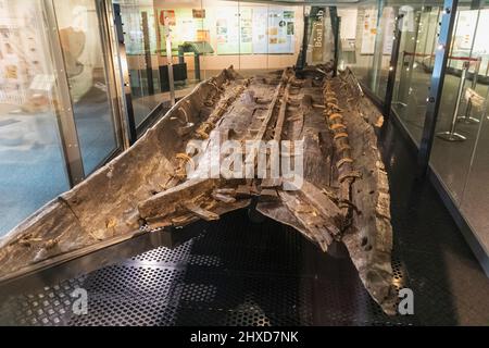 England, Kent, Dover, Dover Museum, Ausstellung des Dover Bronzezeitbootes im Alter von 1550BC Jahren Stockfoto