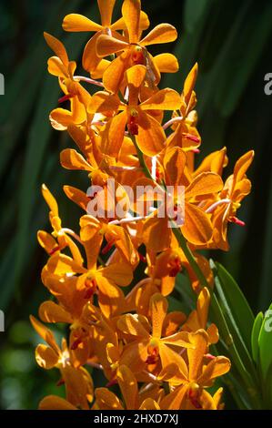 Orangefarbene Orchideenblüte im tropischen Garten, Singapur Stockfoto