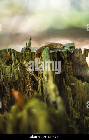 Spanische Schnecke (Arion vulgaris) auf einem toten Baumstamm Stockfoto