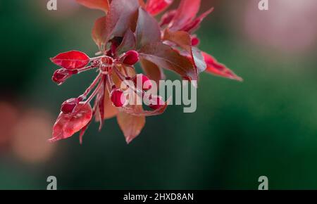 Nahaufnahme des blühenden Astes im Frühjahr, blühender Apfelbaum Stockfoto