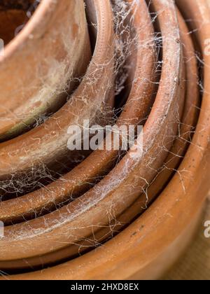 Nahaufnahme eines mit Spinnennetz bedeckten Stapels von Terrakotta-Pflanzentöpfen. Stockfoto