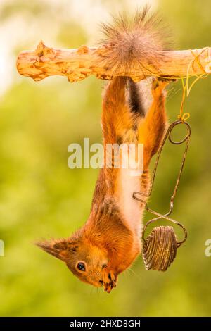 Rotes Eichhörnchen hängt kopfüber Stockfoto