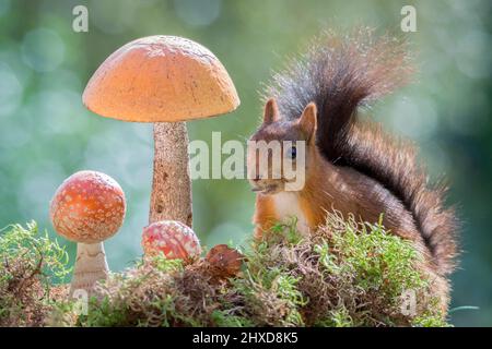 Eichhörnchen stehend zusammen mit Pilzen Stockfoto