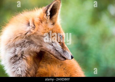 Profil des Fuchskopfes Stockfoto