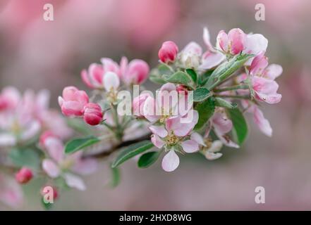 Nahaufnahme des blühenden Astes im Frühjahr, blühender Apfelbaum Stockfoto