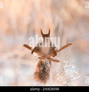 Eichhörnchen steht auf Skiern Stockfoto